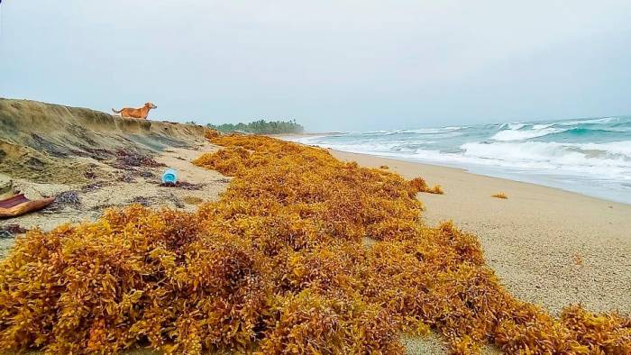 Panamá enfrenta el desafío: unir fuerzas para un uso sostenible del sargazo