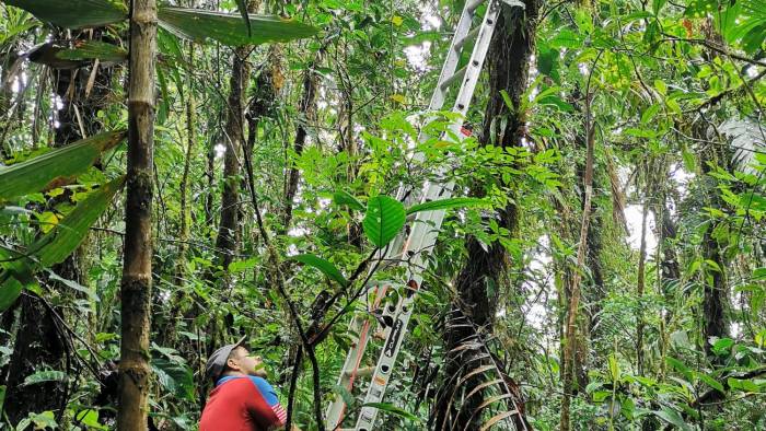 Proteger el bosque para conservar la rana ‘O. vicentei’