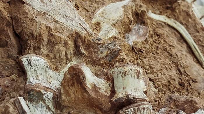 El fósil de un dinosaurio de más de 230 millones de años en Río Grande do Sul.