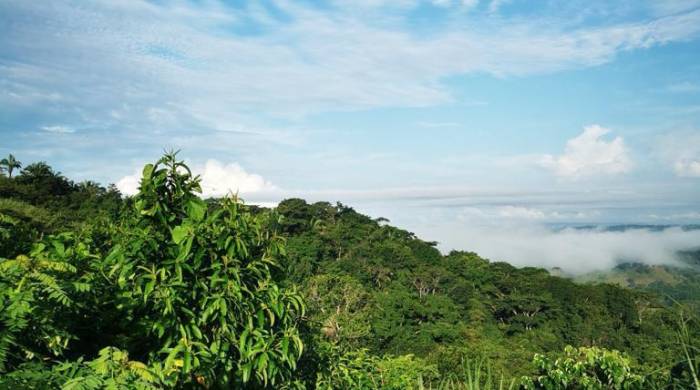 La Reserva Forestal Hogar Gatún está ubicada en el corregimiento de Limón, en la provincia de Colón.