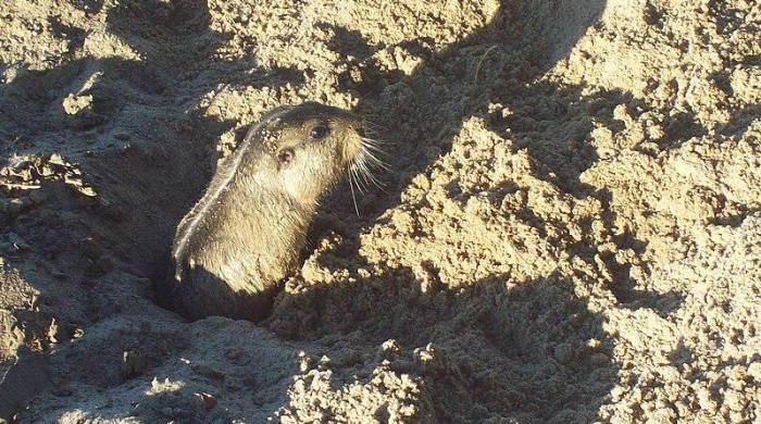 Este descubrimiento contribuye al conocimiento de la biodiversidad local y la fauna de la región.