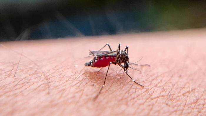 El dengue ya es endémico en más de 130 países