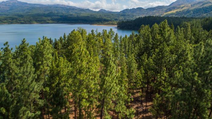 Una cuarta parte de las medicinas modernas provienen de plantas de los bosques tropicales, incluyendo dos tercios de todas las medicinas que combaten el cáncer.