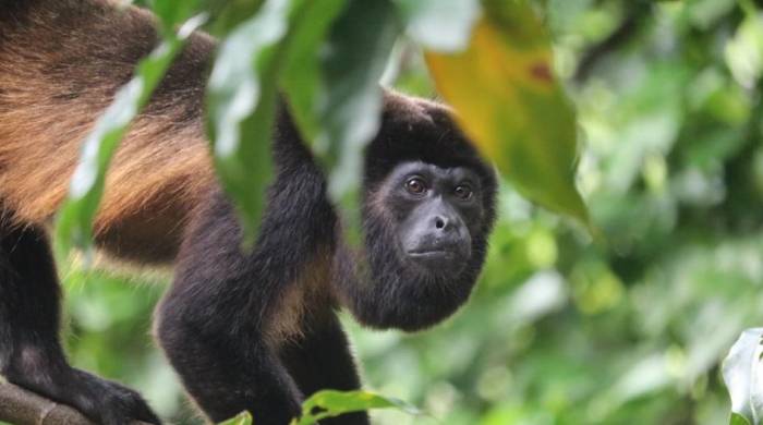 El libro reúne los esfuerzos científicos en Panamá en el estudio de los primates.