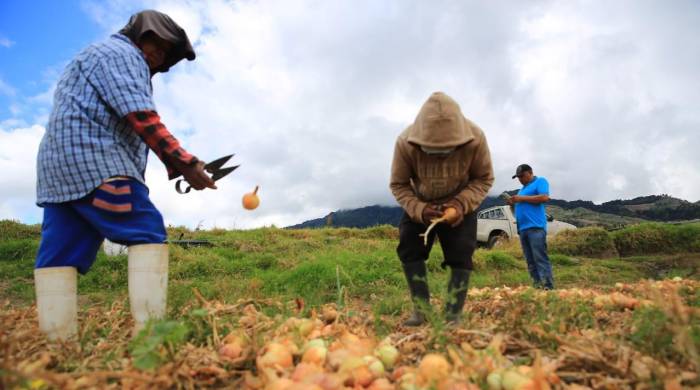 Los productores del país serán entrevistados para el octavo Censo Nacional Agropecuario, que se dará del 1 al 30 de agosto, por el Inec.