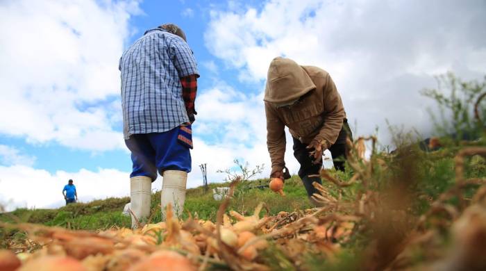 Los productores de Tierra Alta representan una de las mayores fuerza de producción agrícola en el país.