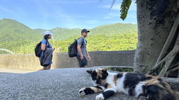 Escondido en las montañas del norte de Taiwán existe un pueblo que dejó atrás décadas de explotación minera para rendirse al amor por los gatos: Houtong