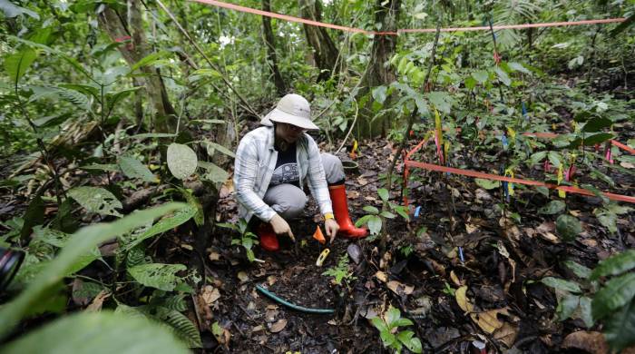 La investigadora panameña, Alicia Sanjur, trabaja en un experimento de calentamiento del suelo para comprobar cómo afecta la liberación de dióxido de carbono y metano en la isla Barro Colorado.