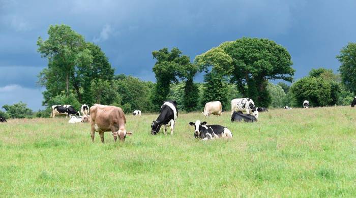 Promueven la ganadería sostenible para combatir el hambre y el cambio climático
