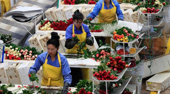 Mujeres que trabajan en el empaque de rosas en Chía, Cundinamarca, Colombia..