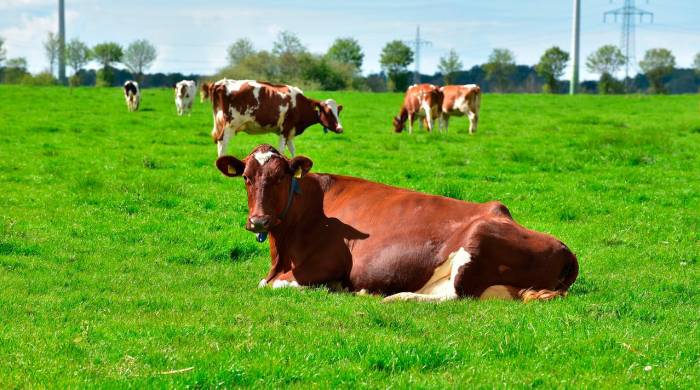 La ganadería debe avanzar hacia un modelo regenerativo, que no solo proteja, sino que también restaure los ecosistemas, aconseja la FAO.