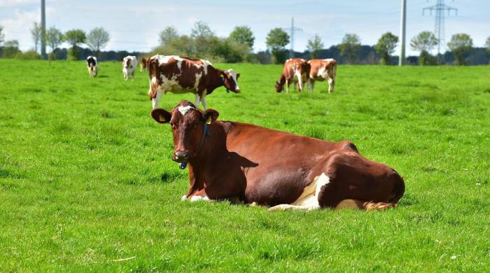 El 26% de las actividades agrícolas del país corresponde a la ganadería.