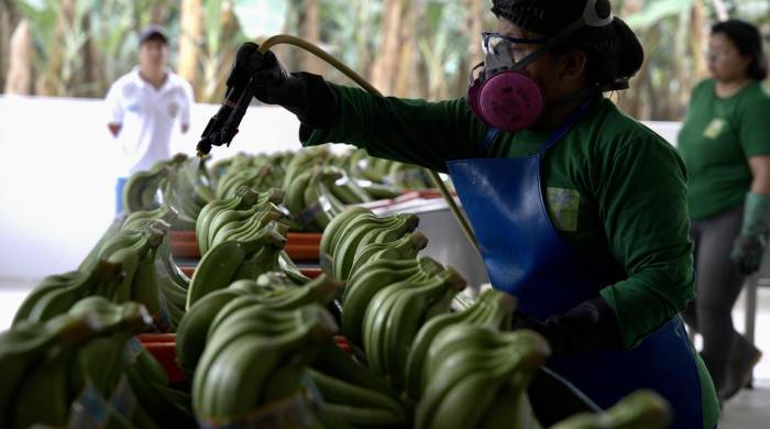 Una trabajadora procesa bandejas de bananos, en Ecuador.