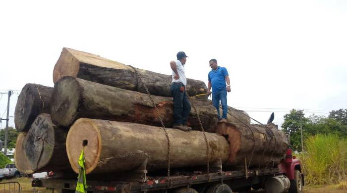 La madera y el camión fueron retenidos pendientes del resultado de la investigación.