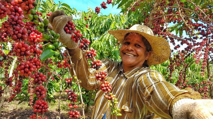 Las mujeres, a lo largo de la historia, han desempeñado un papel importante en la producción del café, incluyendo la cosecha.