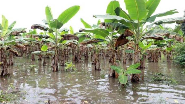 El plátano de consumo nacional es uno de los rubros más afectados por las inundaciones.