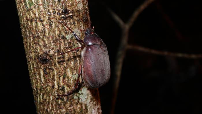 Espécimen de Phyllophaga sp capturado en Chilibre.