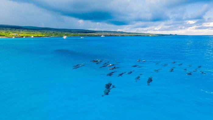 Fotografía tomada de la cuenta oficial del Parque Galápagos en la red social X de delfines nariz de botella cerca de la isla Floreana, en Gálapagos (Ecuador)