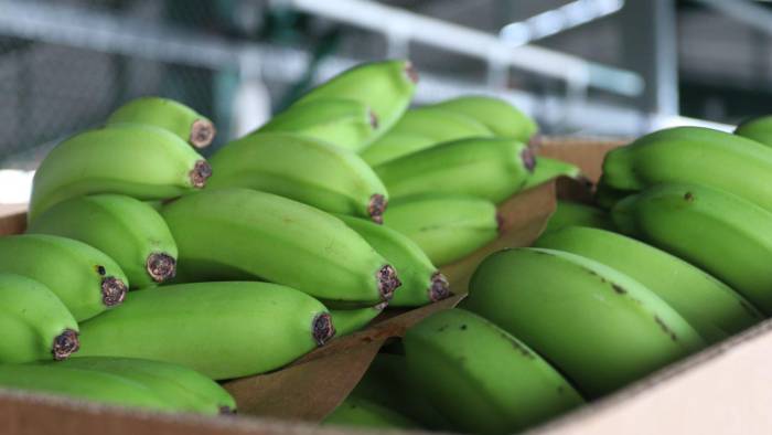 Las exportaciones de banano fueron las más destacadas a lo largo de 2024.