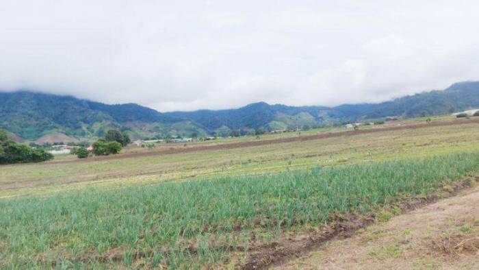 Finca productora en Chiriquí recibió la visita de autoridades del MIDA, tras el impacto de las fuertes lluvias de los últimos días.