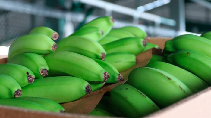 Las exportaciones de banano fueron las más destacadas a lo largo de 2024.