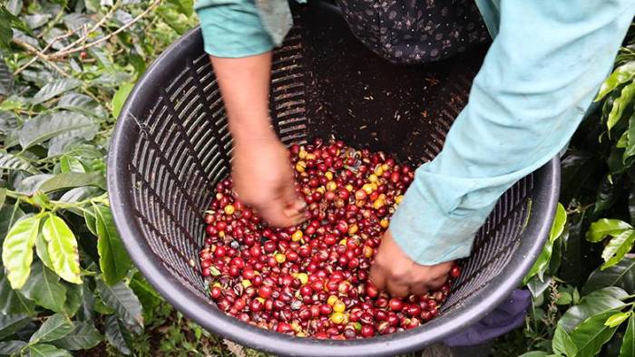 Visitar Lamastus Family Estates: el café de especialidad panameño es el más cotizado del mundo y se cultiva en las montañas altas de Boquete. Conocer de cerca todos los procesos que tienen lugar en la finca, desde la recolección del grano hasta su empacado, es muy interesante. Lamastus Family Estates es una de las empresas locales más prestigiosas de la industria cafetera; detrás hay cuatro generaciones que le han dedicado su vida entera y han posicionado a Panamá como un país productor de café de gran calidad.