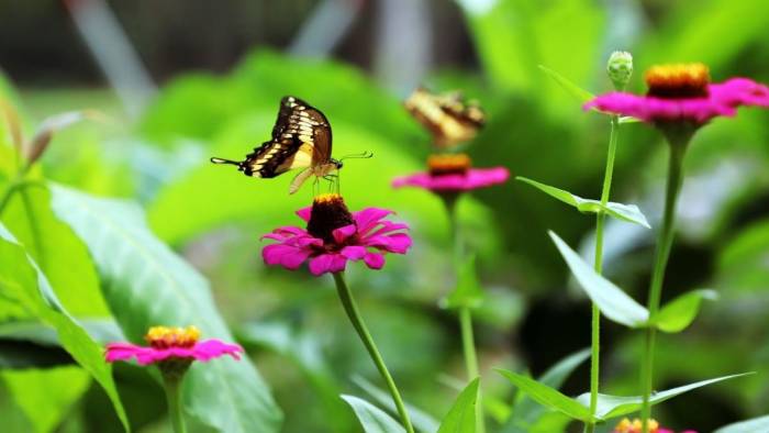 Se cuentan con 20 especies de mariposas