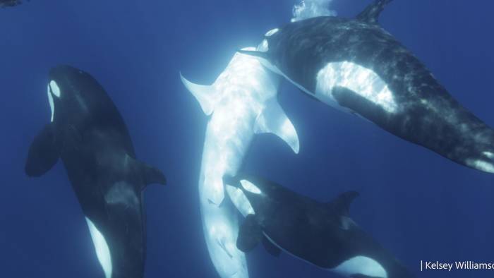 Una orca, durante un evento de caza, muerde a un tiburón cerca de la zona pélvica.