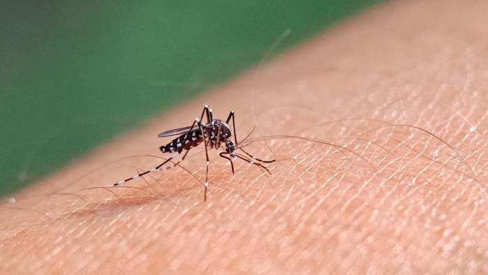 El dengue es una enfermedad infecciosa,que es transmitida por mosquitos, principalmente por el Aedes aegypti.