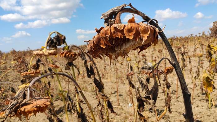 3. Elimina todo lo seco: Deshacerse de las hojas o plantas secas ayuda a evitar el desprendimiento de plagas y hongos que puedan afectar el jardín. Además, logra una apariencia verde y saludable en el resto del ambiente.