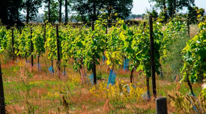 El cambio climático lleva a los viticultores a pensar cada vez más en el norte.Shutterstock