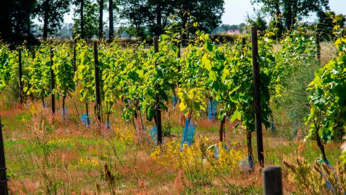 El cambio climático lleva a los viticultores a pensar cada vez más en el norte.Shutterstock