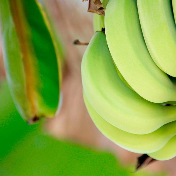 Banano, camarones congelados y azúcar de caña, los principales rubros ...